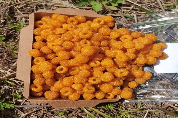 1748935572429150.jpg 處理圖1.jpg